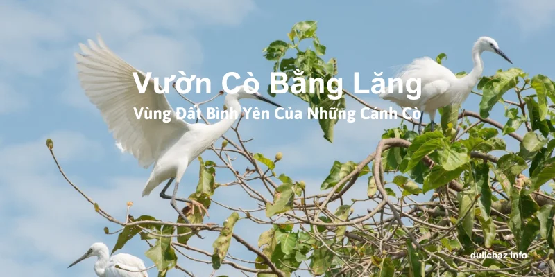 vườn cò Bằng Lăng